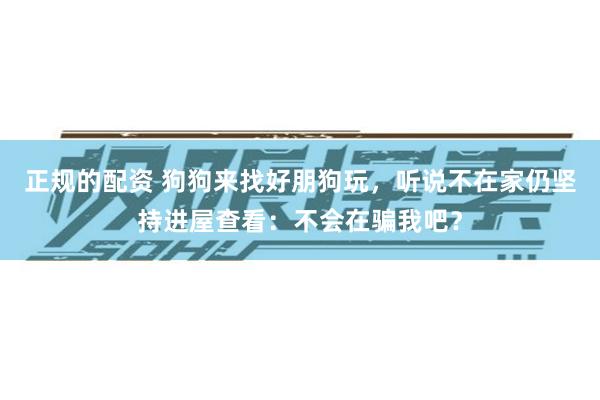 正规的配资 狗狗来找好朋狗玩，听说不在家仍坚持进屋查看：不会在骗我吧？